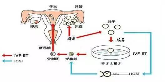 泉州备孕知识